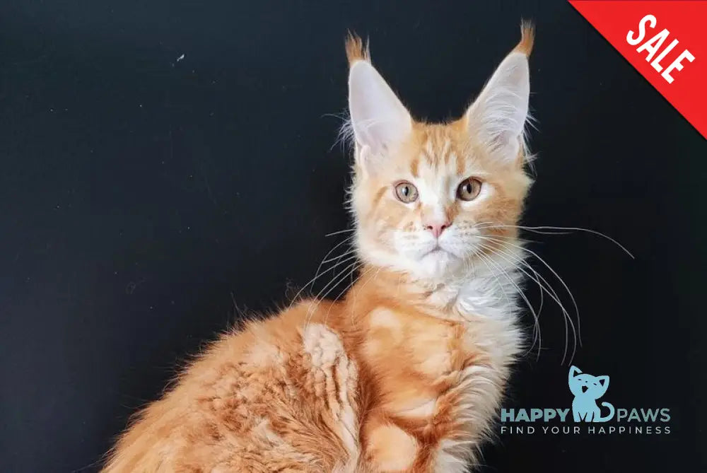 Neman Maine Coon male red tabby bicolour live animals