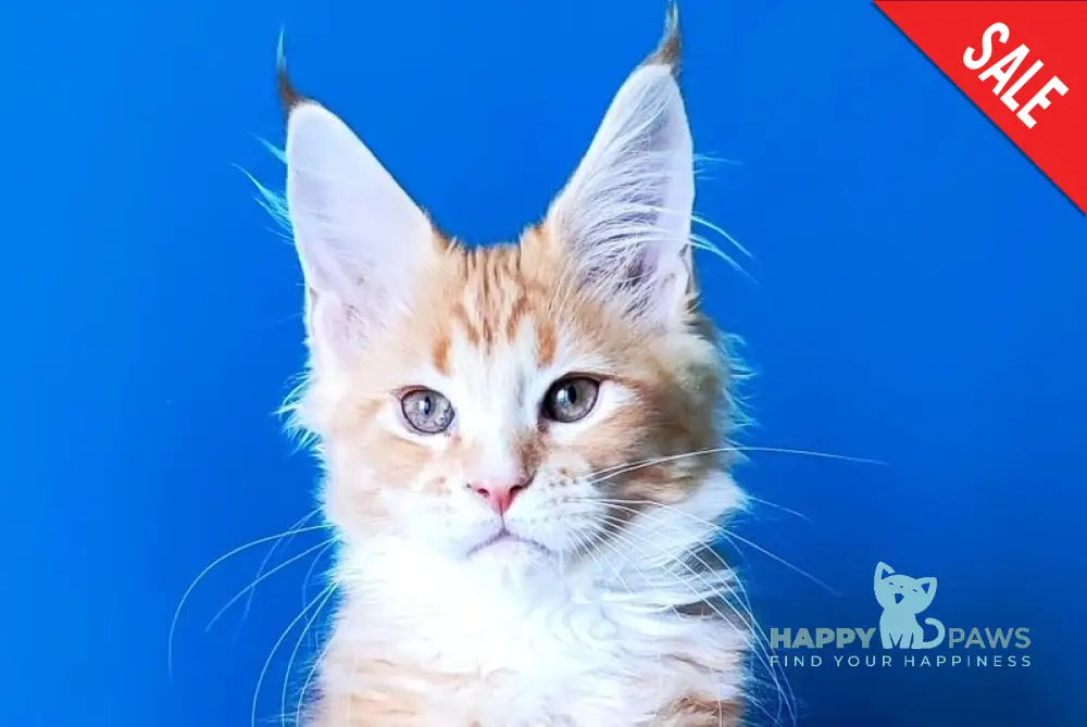 Neman Bengal male red tabby bicolour live animals