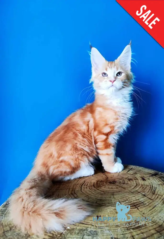 Neman Bengal male red tabby bicolour live animals