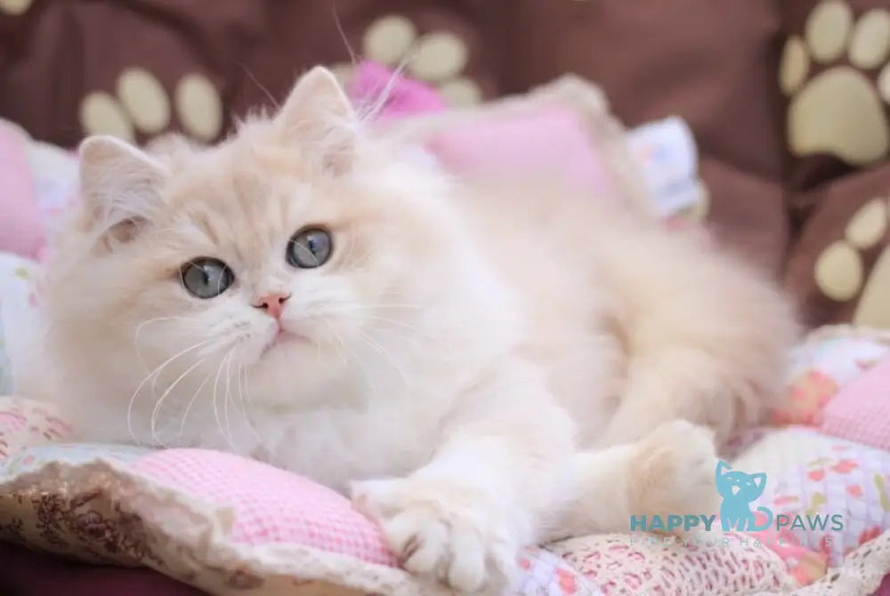 Nemir British Longhair male lilac golden chinchilla live animals