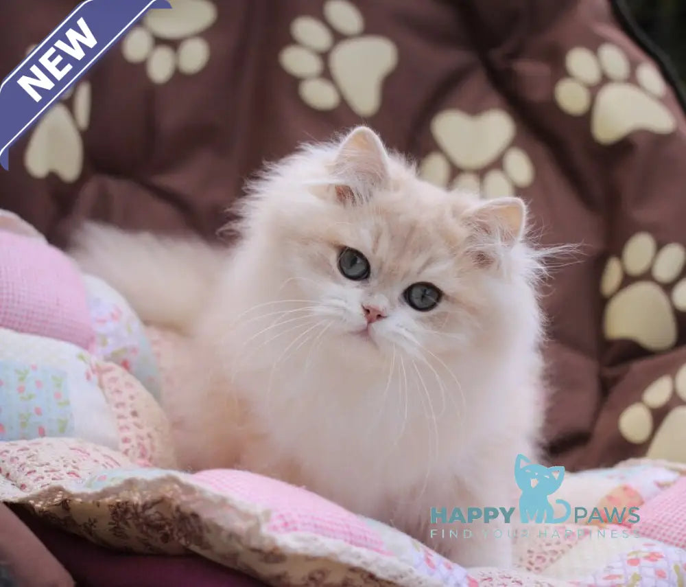 Nemir British Longhair male lilac golden chinchilla live animals