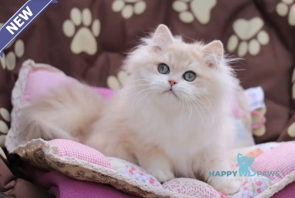 Nemir British Longhair male lilac golden chinchilla live animals