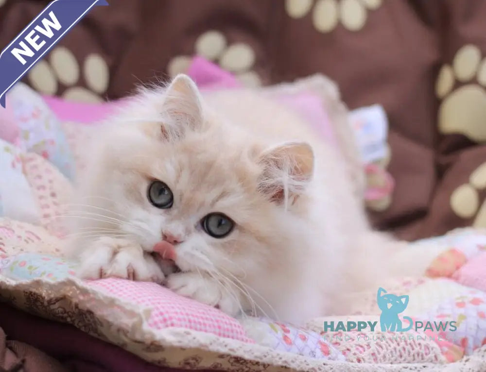 Nemir British Longhair male lilac golden chinchilla live animals