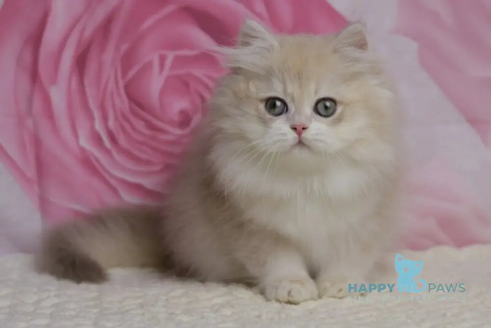 Nemir British Longhair male lilac golden chinchilla live animals