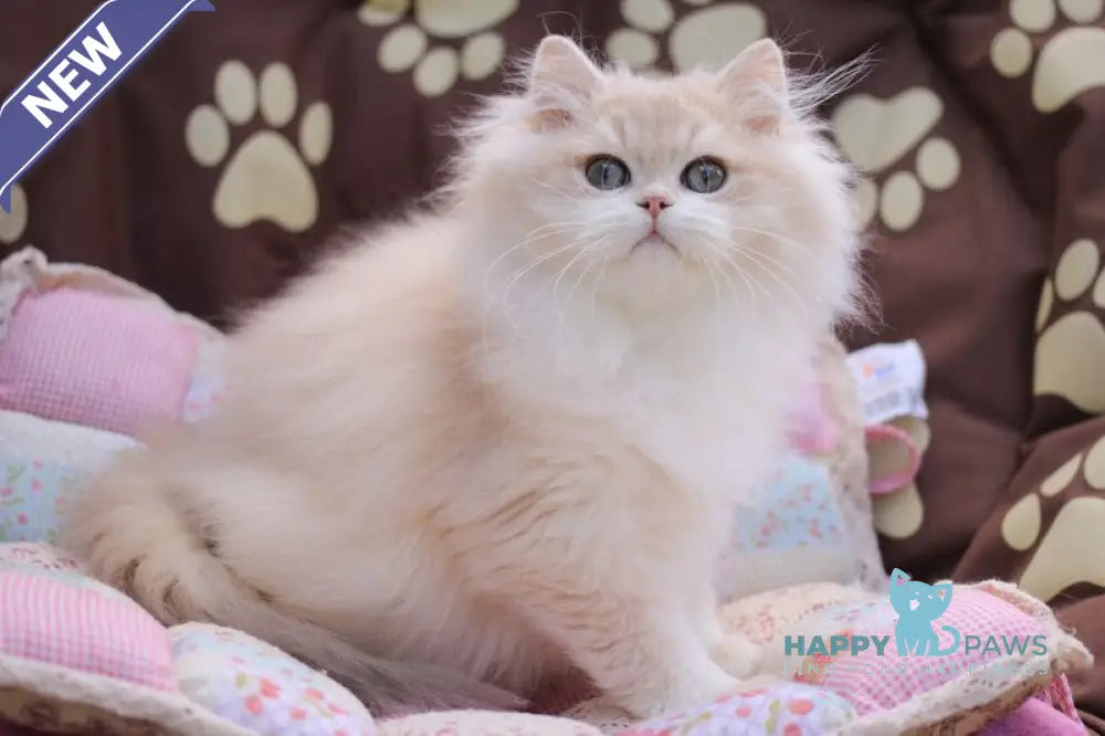 Nemir British Longhair male lilac golden chinchilla live animals