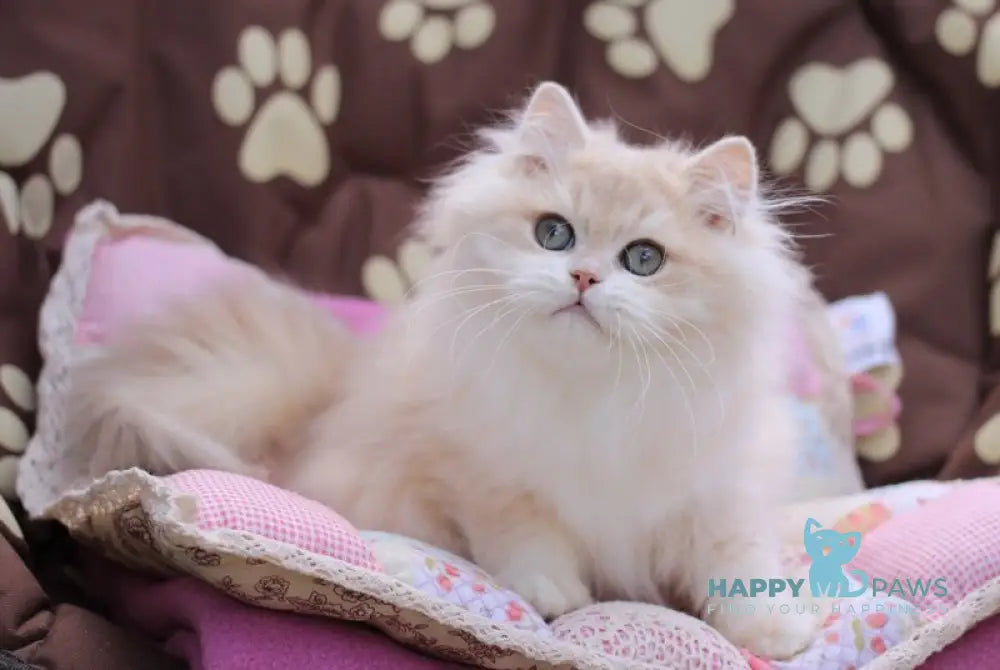 Nemir British Longhair male lilac golden chinchilla live animals