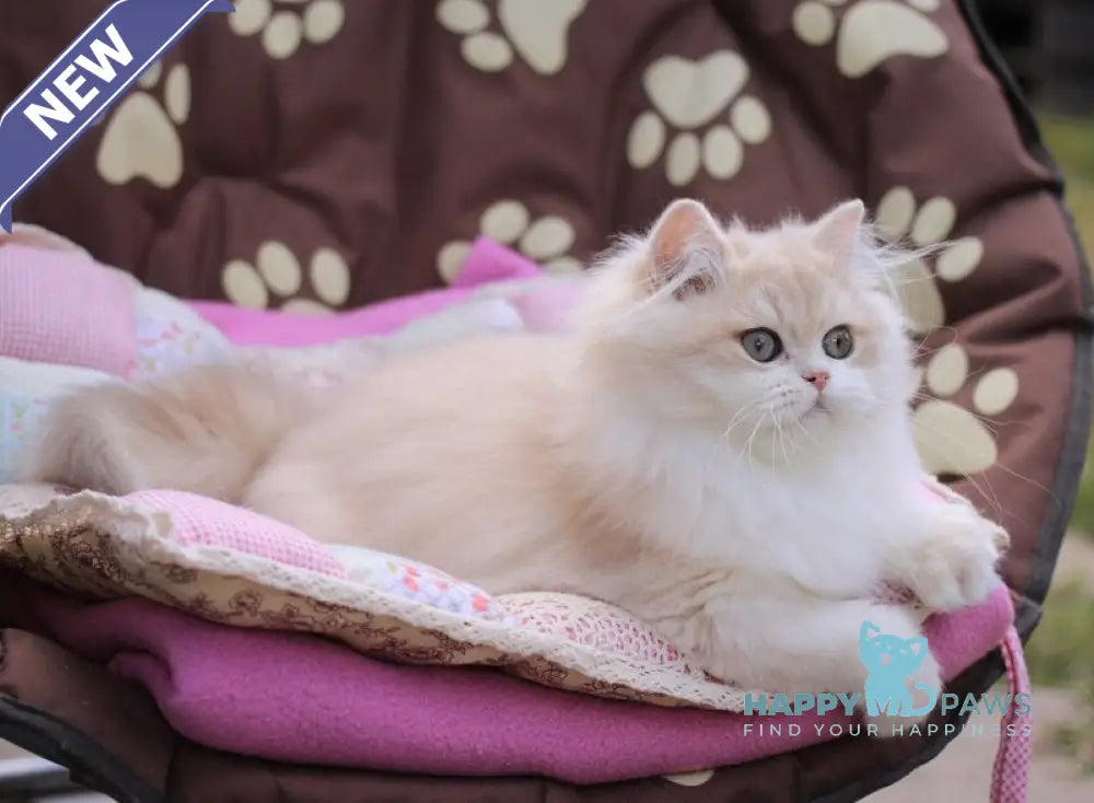 Nemir British Longhair male lilac golden chinchilla live animals