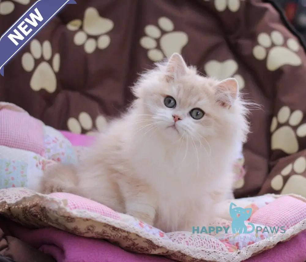 Nemir British Longhair male lilac golden chinchilla live animals