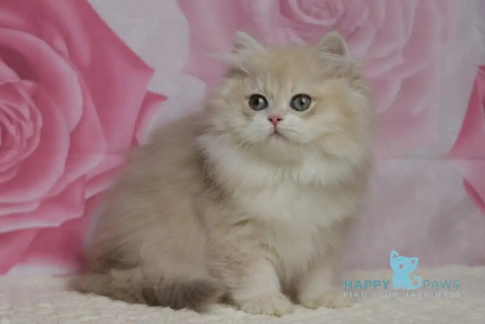 Nemir British Longhair male lilac golden chinchilla live animals