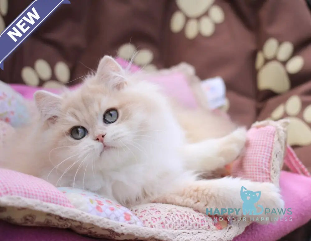 Nemir British Longhair male lilac golden chinchilla live animals