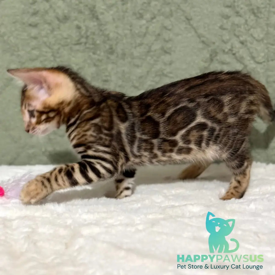 Nemo Bengal male black spotted tabby - live animals