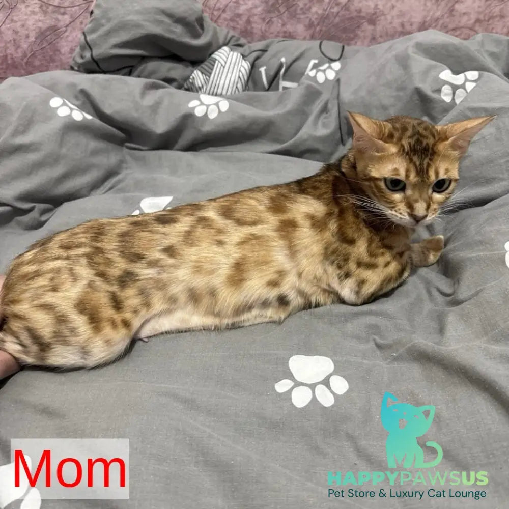 Nemo Bengal male black spotted tabby - live animals