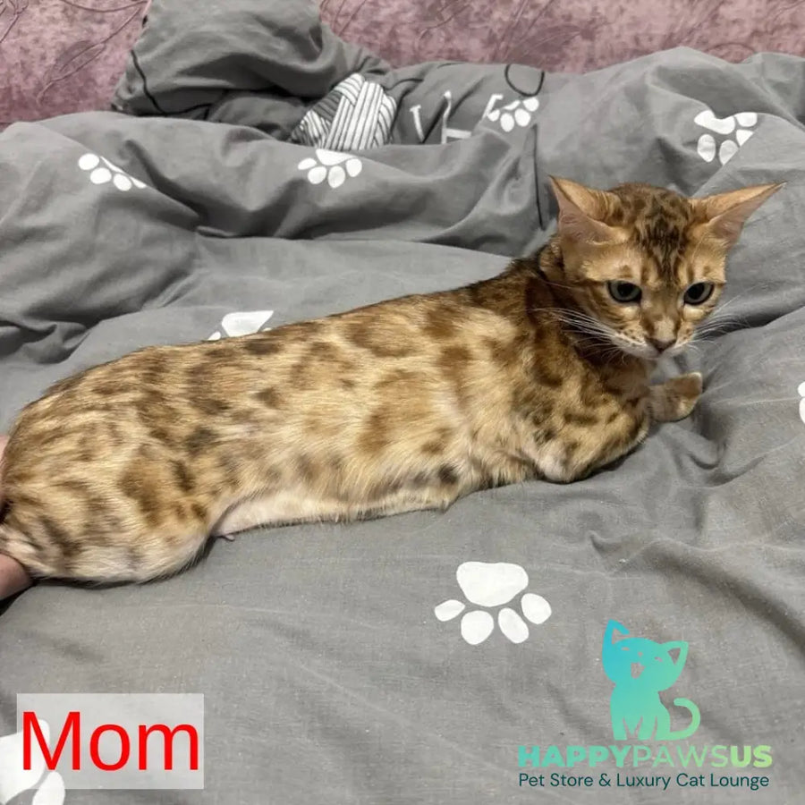 Nemo Bengal male black spotted tabby - live animals