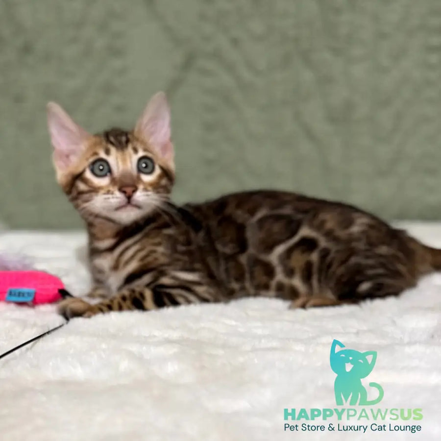 Nemo Bengal male black spotted tabby - live animals