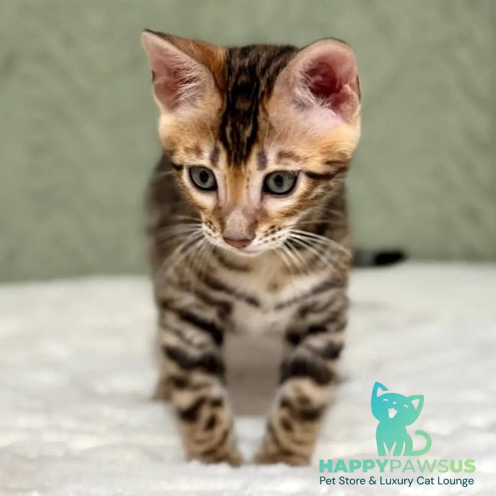Nemo Bengal male black spotted tabby - live animals
