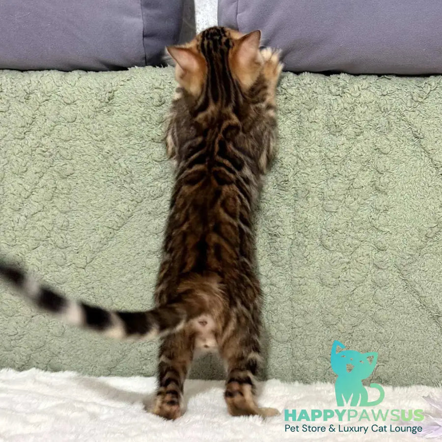 Nemo Bengal male black spotted tabby - live animals