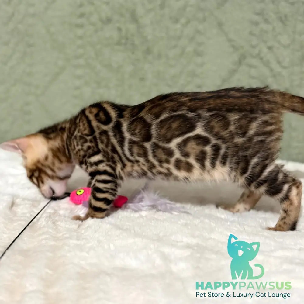 Nemo Bengal male black spotted tabby - live animals