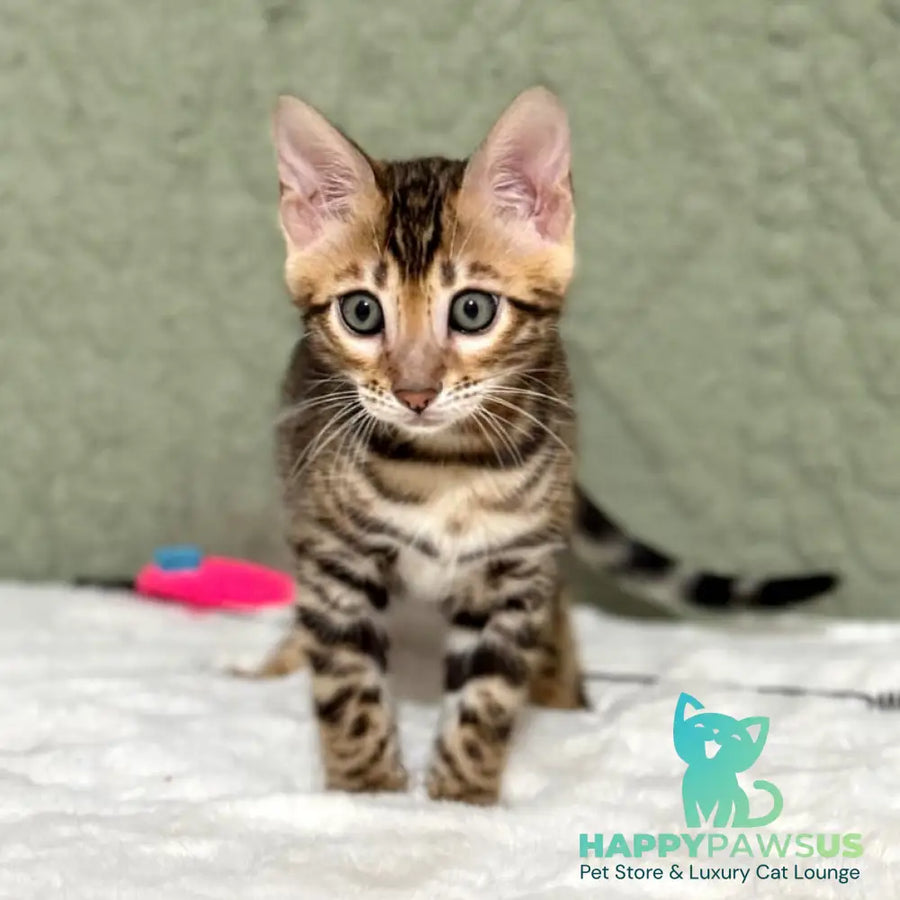 Nemo Bengal male black spotted tabby - live animals
