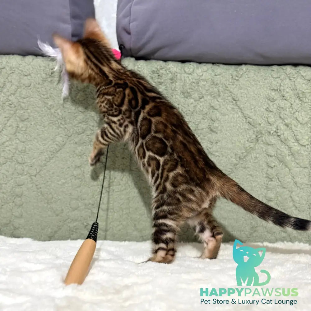 Nemo Bengal male black spotted tabby - live animals