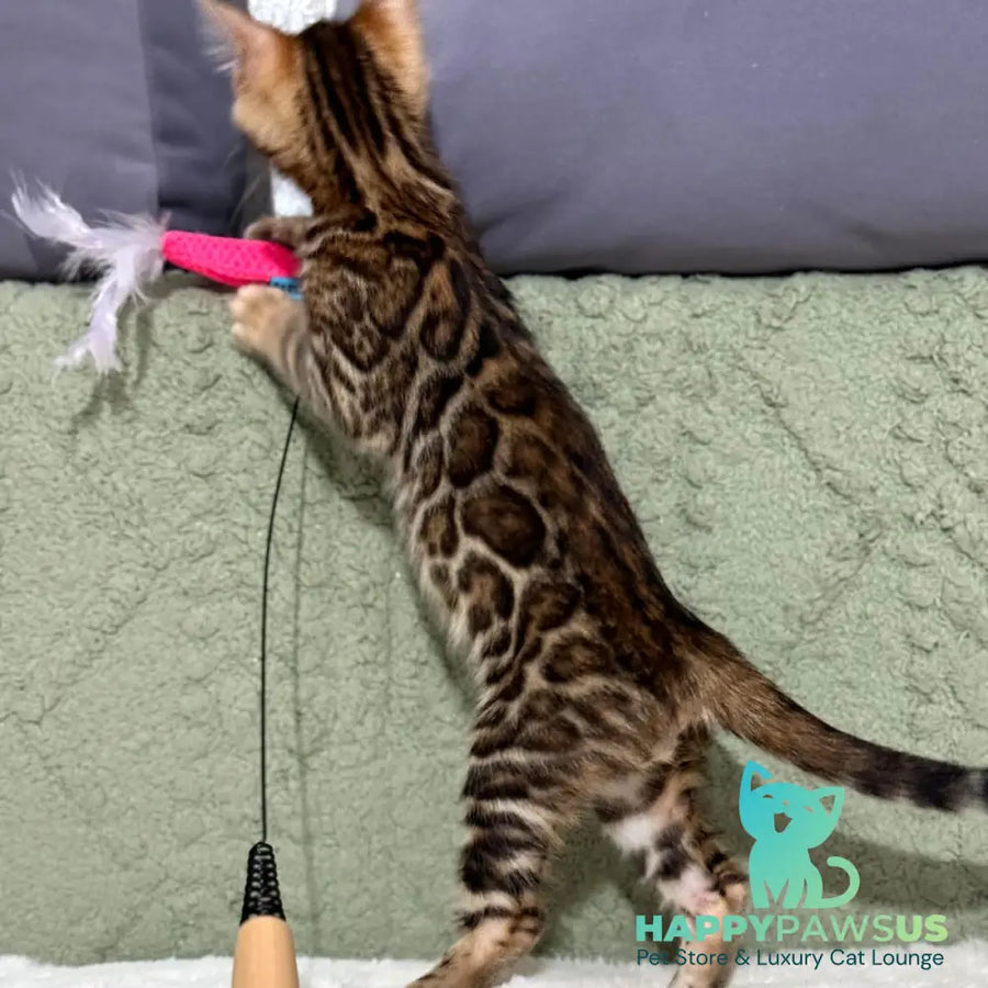 Nemo Bengal male black spotted tabby - live animals