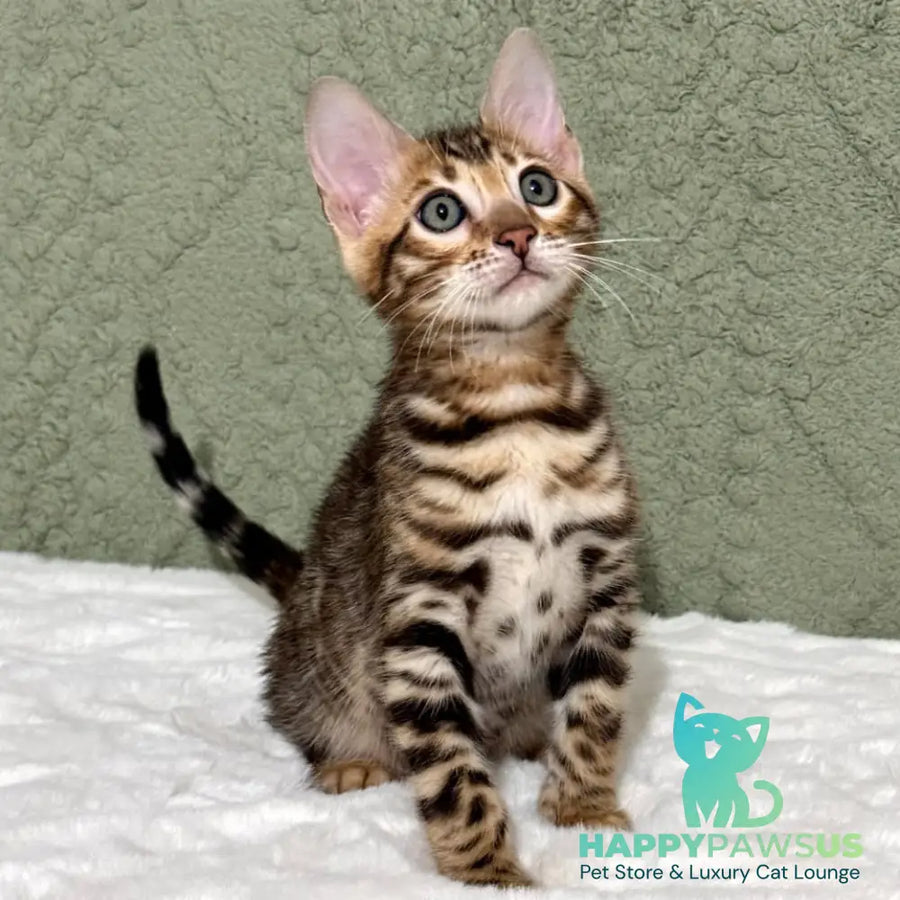 Nemo Bengal male black spotted tabby - live animals