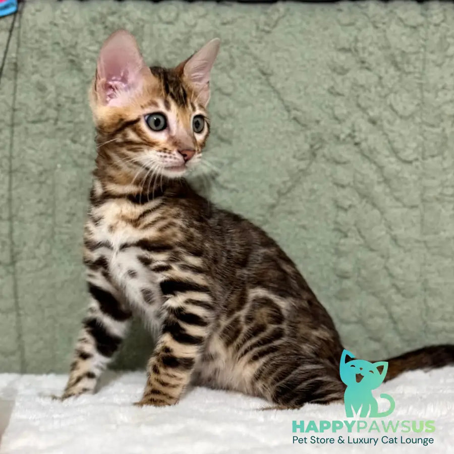 Nemo Bengal male black spotted tabby - live animals