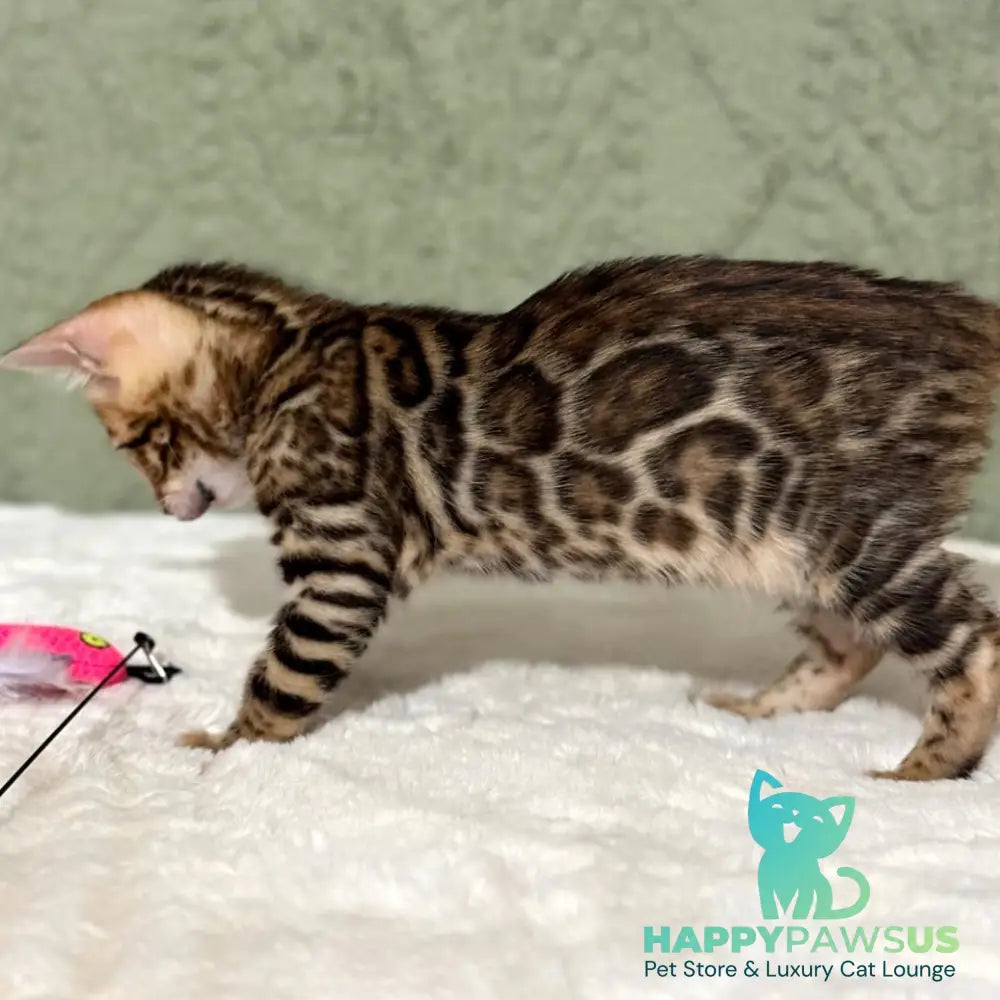 Nemo Bengal male black spotted tabby - live animals