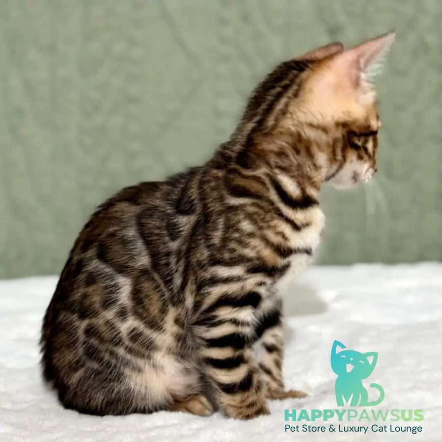 Nemo Bengal male black spotted tabby - live animals