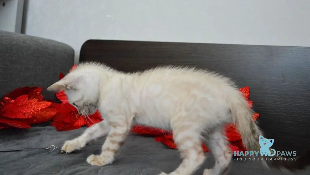 Nemo Bengal male black spotted tabby pointed live animals