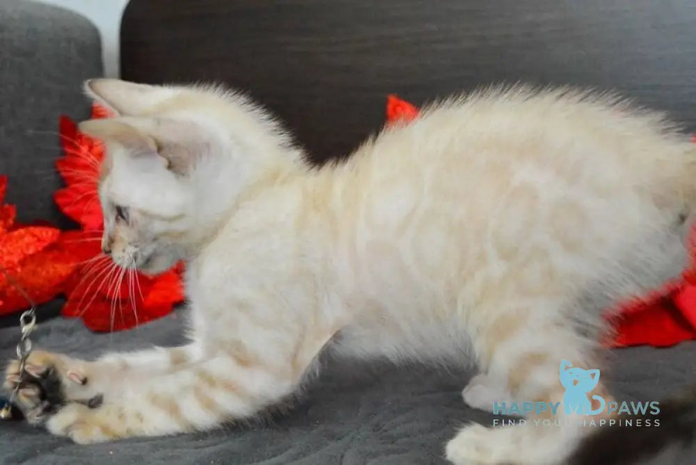 Nemo Bengal male black spotted tabby pointed live animals