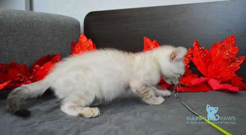 Nemo Bengal male black spotted tabby pointed live animals