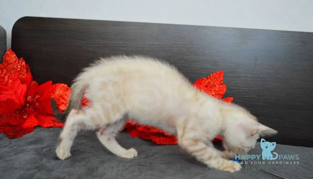 Nemo Bengal male black spotted tabby pointed live animals