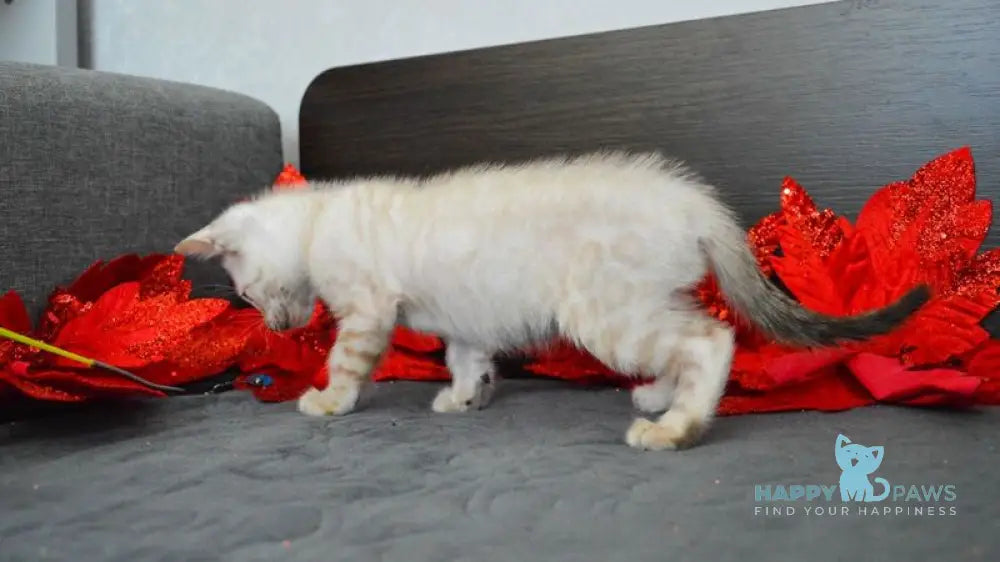 Nemo Bengal male black spotted tabby pointed live animals