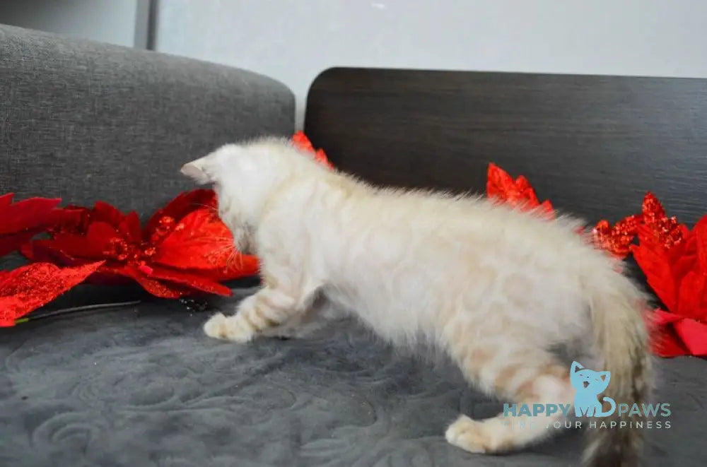 Nemo Bengal male black spotted tabby pointed live animals