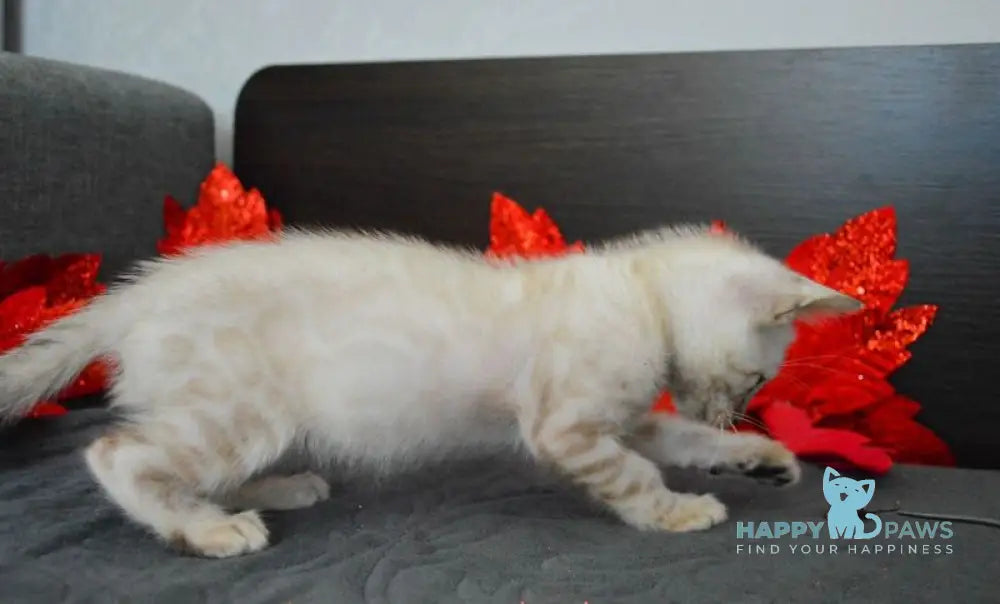 Nemo Bengal male black spotted tabby pointed live animals