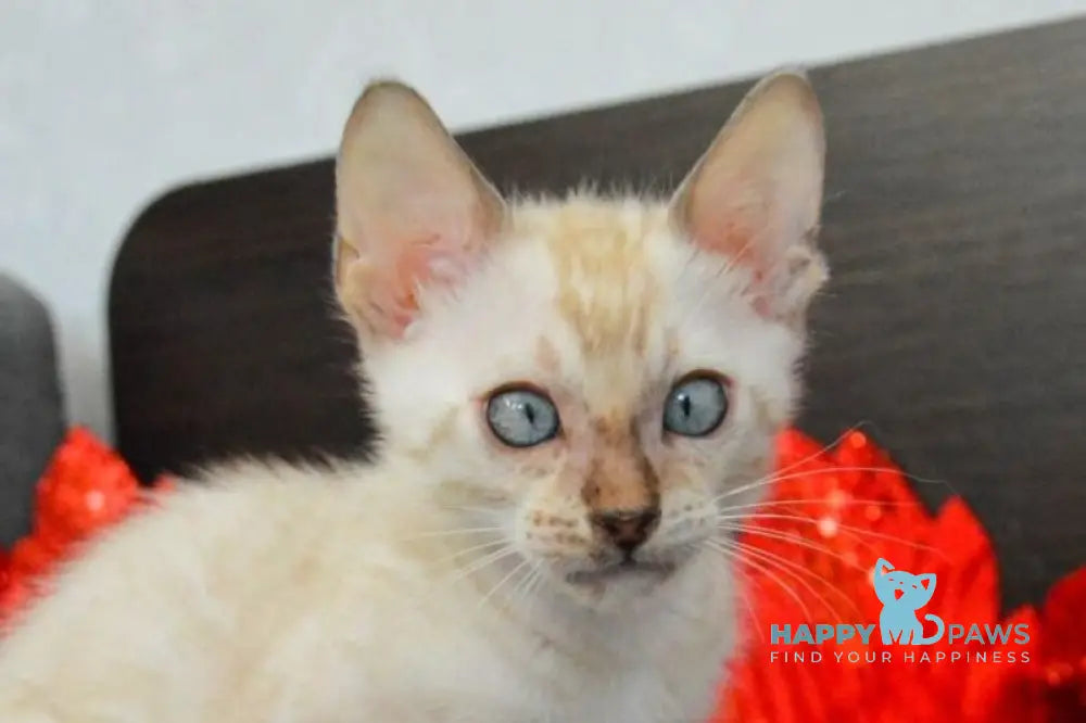 Nemo Bengal male black spotted tabby pointed live animals