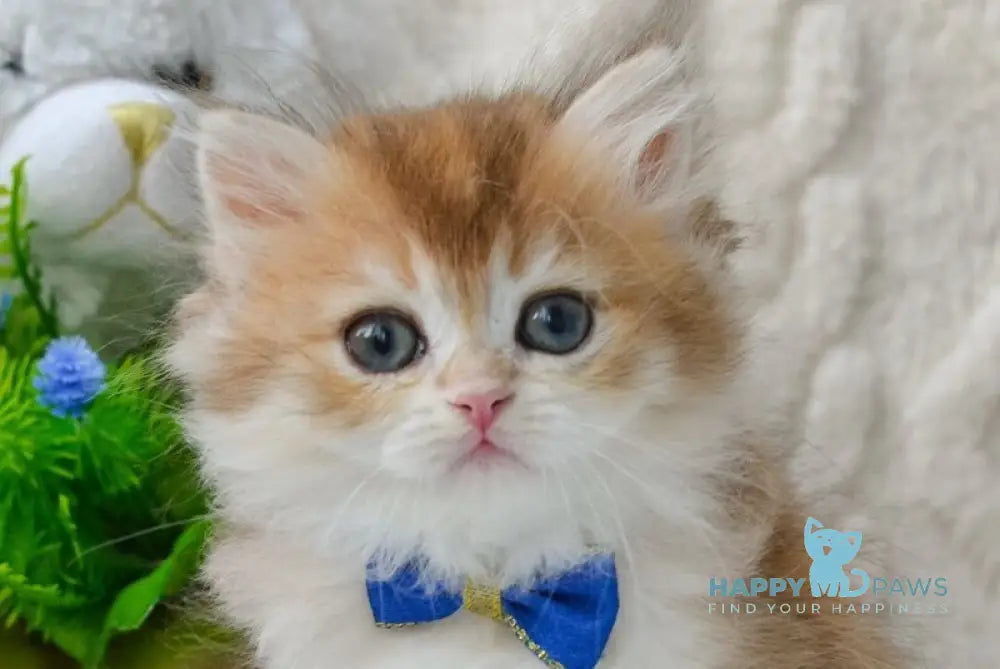 Nemo British Longhair male black golden shaded live animals