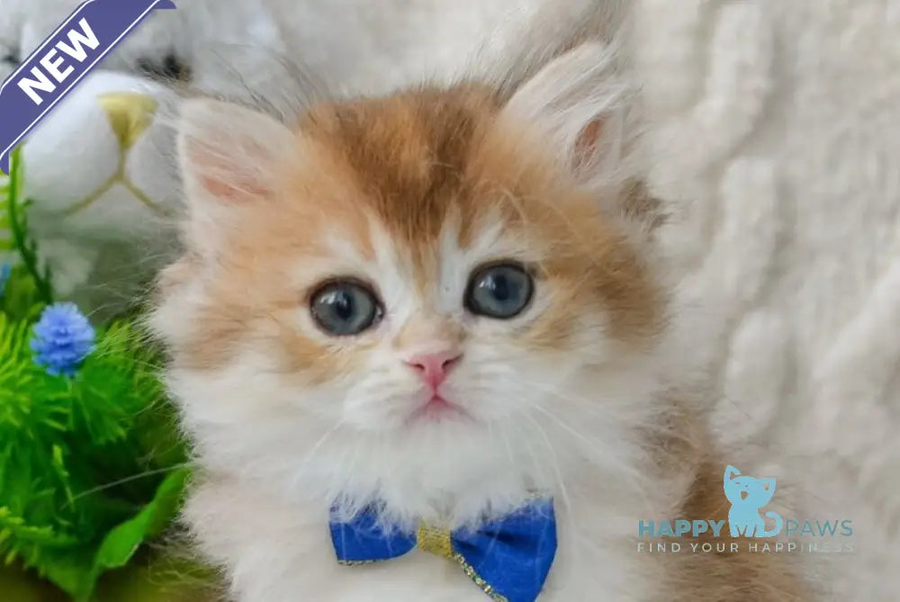 Nemo British Longhair male black golden shaded live animals