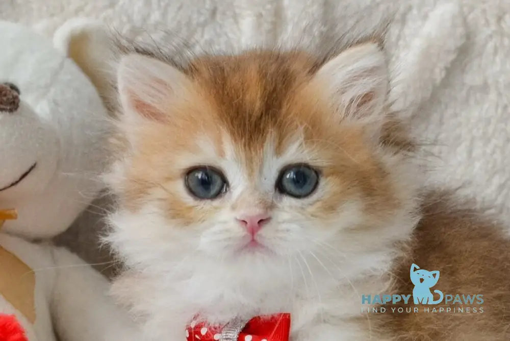 Nemo British Longhair male black golden shaded live animals