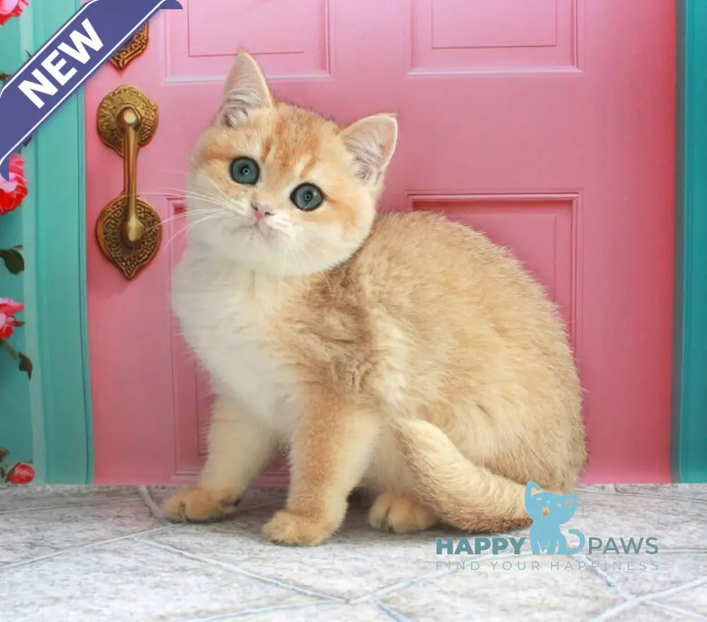Nemo British Shorthair male black golden chinchilla live animals