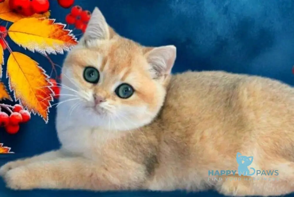 Nemo British Shorthair male black golden chinchilla live animals