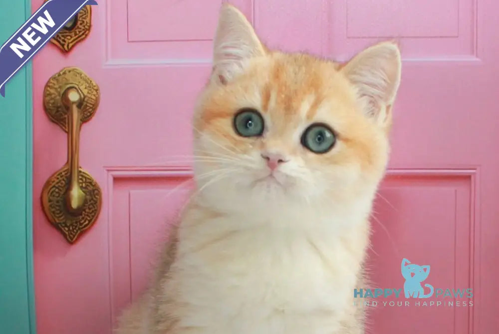 Nemo British Shorthair male black golden chinchilla live animals