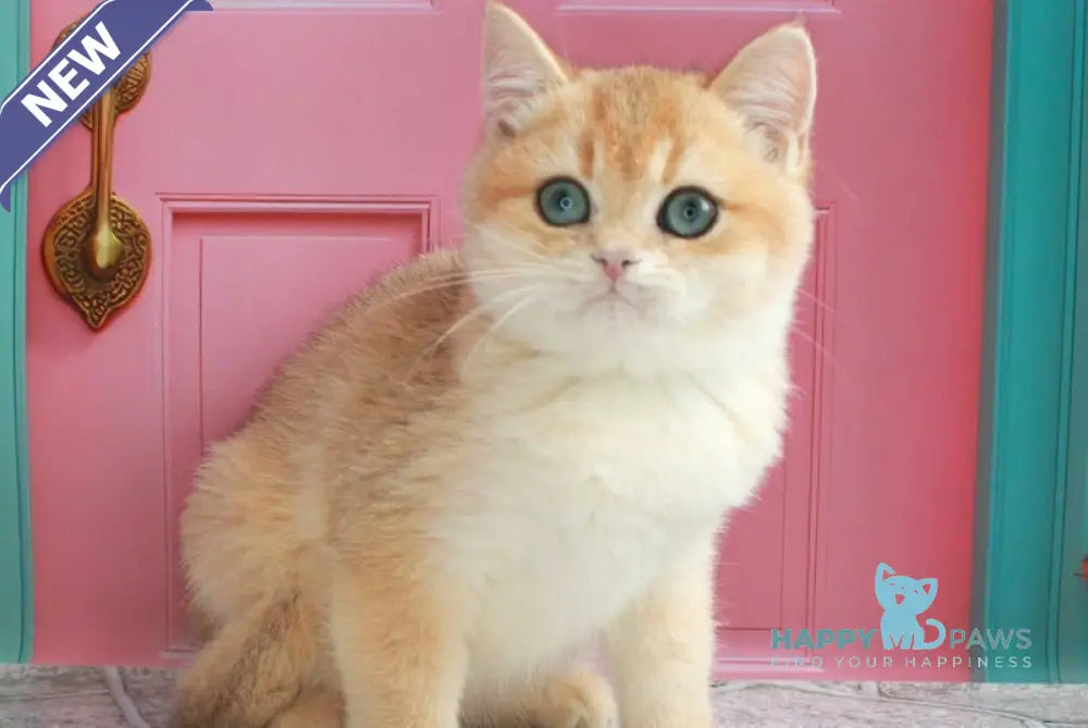 Nemo British Shorthair male black golden chinchilla live animals