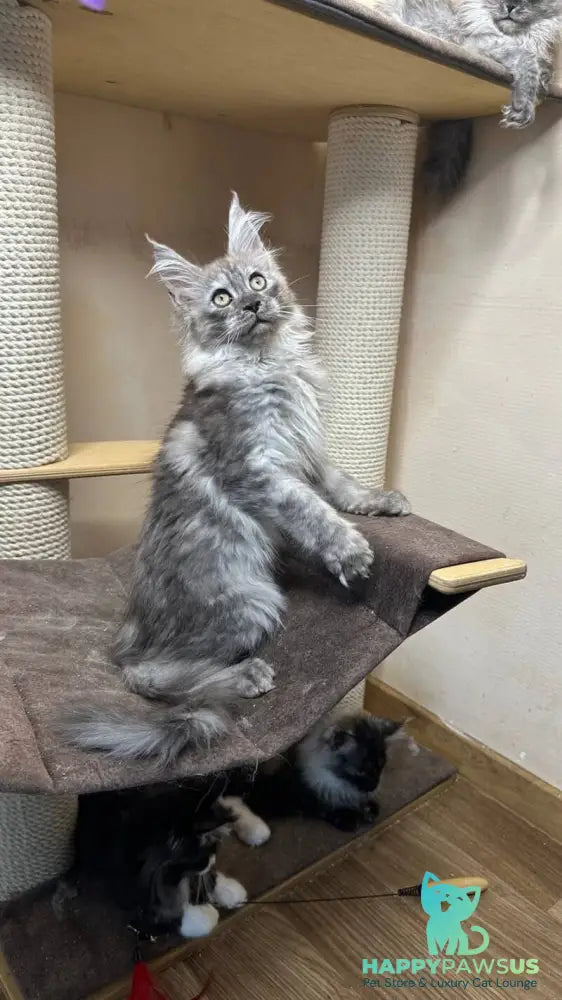 Nemo Maine Coon male black silver - live animals