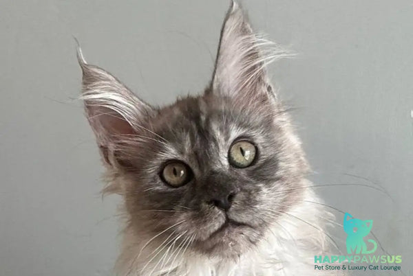 Nemo Maine Coon male black silver - live animals