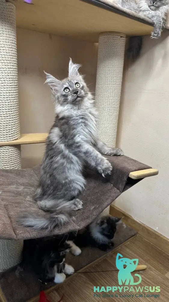 Nemo Maine Coon male black silver - live animals