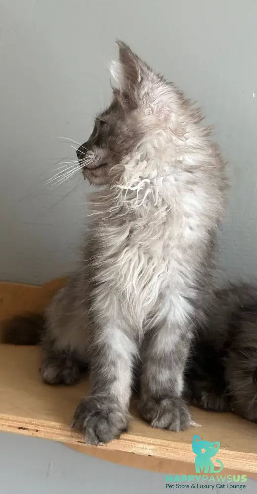 Nemo Maine Coon male black silver - live animals
