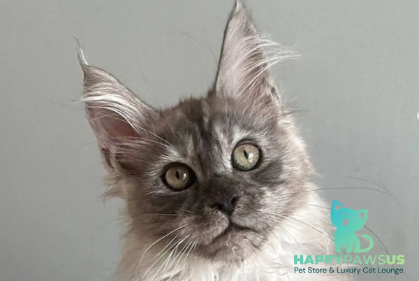 Nemo Maine Coon male black silver - live animals