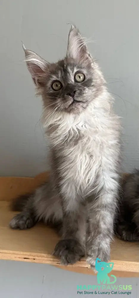 Nemo Maine Coon male black silver - live animals
