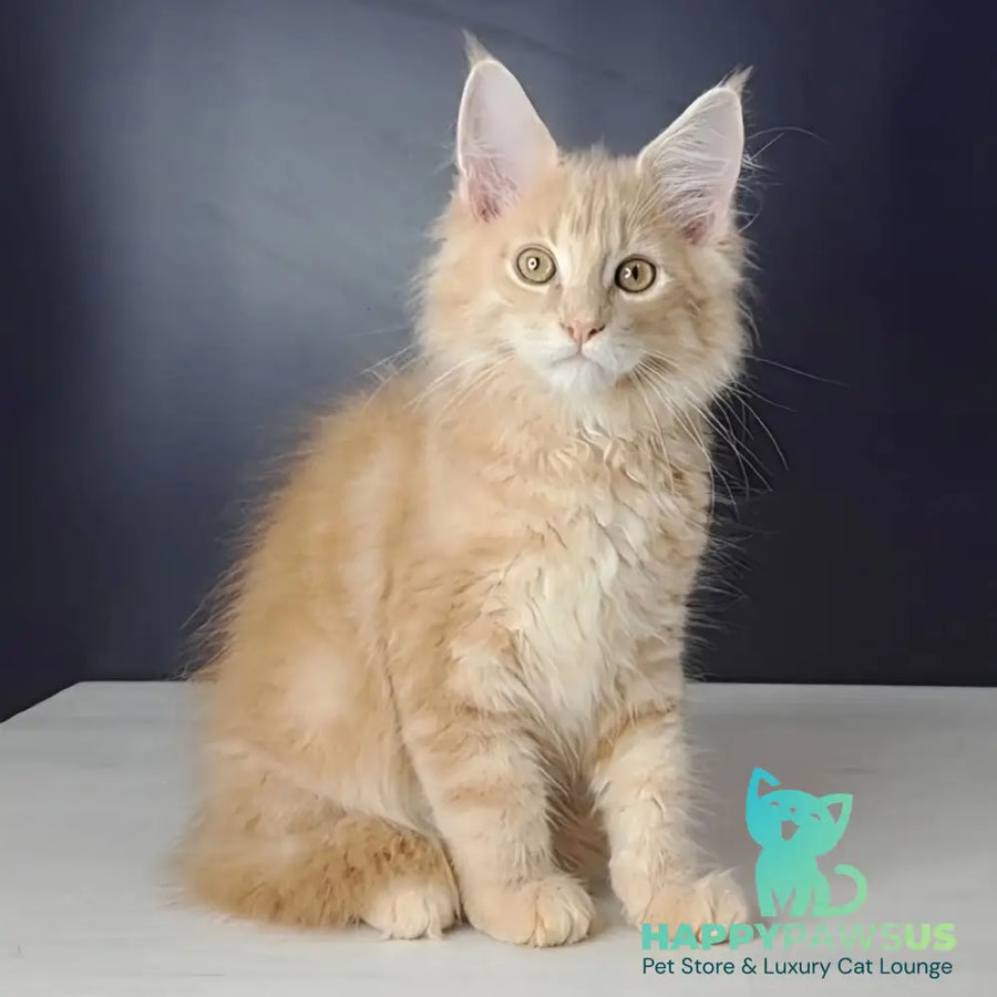 Nemo Maine Coon male red tabby - live animals